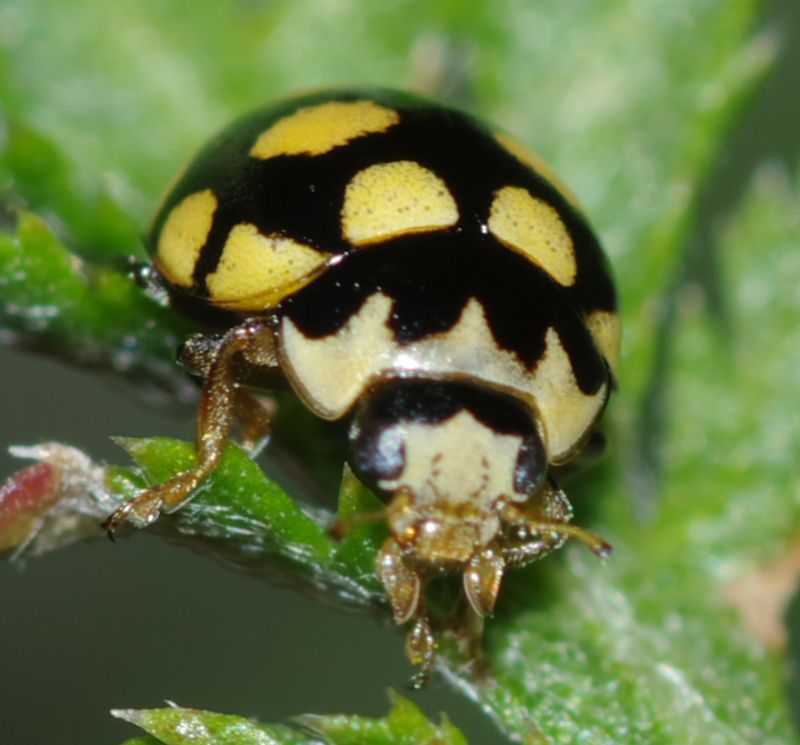 Coccinellidae: Coccinula quatuordecimpustulata
